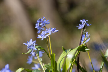 Close up of blue blossom of a two leaf squill, also called Scilla bifolia