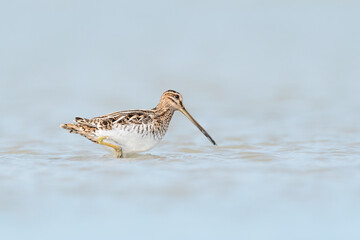 The wonderful common snipe (Gallinago gallinago)
