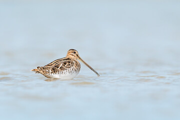 The common snipe, fine art portrait (Gallinago gallinago)