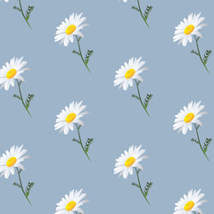 Pattern with camomiles on blue background. Chamomile, daisy vector pattern. Floral seamless texture. Illustration of seamless chamomile texture, floral background pattern, summer flower daisy.