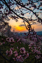 Obraz na płótnie Canvas Blooming sakura gardens at sunrise in Prague.