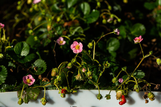 Close up of flowers and small growing strawberry fruits on plant in home garden