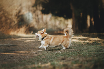 Corgi dog in the park