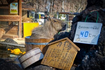 Capybara in the hot spring