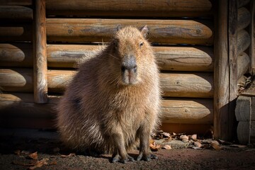 Capybara thinking about nothing