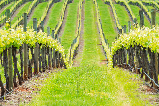 Ground level view between rows of grape vines running down through a small valley