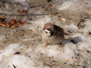 portrait of a sparrow