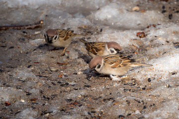 three sparrows on melting snow