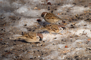 three sparrows on snow