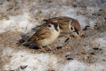 two sparrows on melting snow