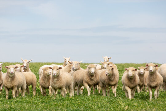 Crossbred lambs in a grassy pasture paddock