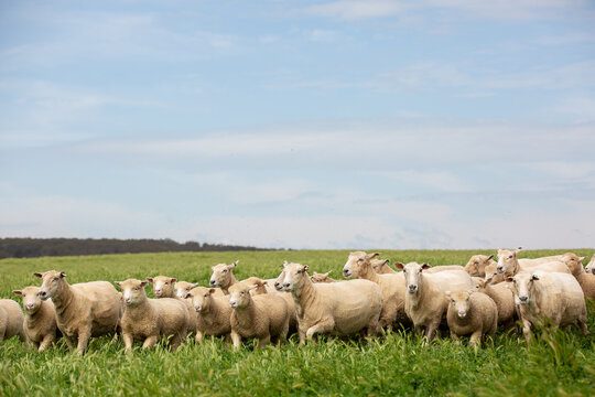 First cross ewes and lambs in a grassy pasture paddock