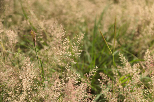 Wild field with flowers, blurred background close-up.