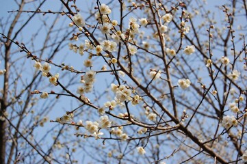 plum tree
