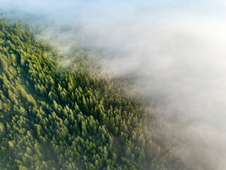 Fog envelops the mountain forest. The rays of the rising sun break through the fog. Aerial drone view.