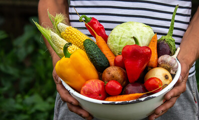 Hands holding big plate with different fresh farm vegetables. Autumn harvest and healthy organic food concept