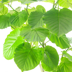 観葉植物、フィカス・ウンベラータの葉【白背景】