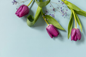 Spring flowers purple tulips over blue background. Spring and Easter holiday concept. Top view flat lay. Copy space.