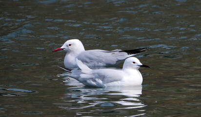 Slender-billed gulls in the sea