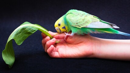 手の上で草を食べるセキセイインコ