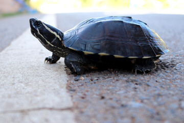 Turtle was crossing the road