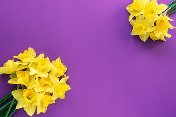 Yellow daffodil flowers on purple festive background. Spring concept. Top view, flat lay, copy space
