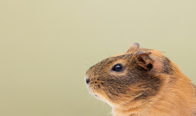 Curious guinea pig on background, guinea pig cute portrait copy space