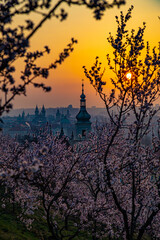 Blooming sakura gardens at sunrise in Prague.