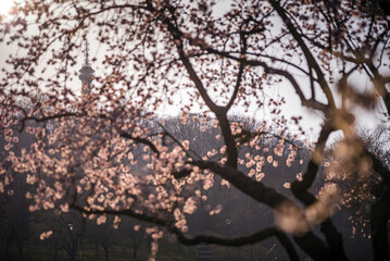 Lookout tower on the Petrin Hill in flowering spring park. Prague in blossom, spring in Petrin hill.