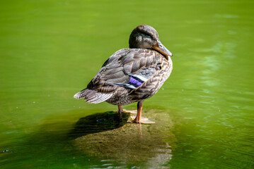 A wild duck stands on a rock in the middle of the water
