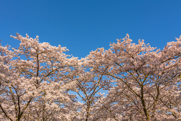 Fototapeta premium cherry blossom trees in spring against a clear blue sky