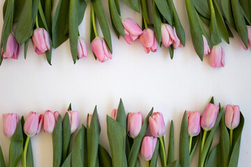 Pink tulips on gray abstract background. Flat lay. Top view. Spring concept. Flowers aestetic