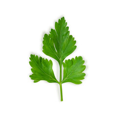 Parsley leaf on white background. BIO greenery