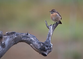 Adorable female of common stonechat perched on a tree with an out of focus background