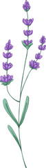 French Provence Lavender Flowers Branch Hand Drawn Illustration