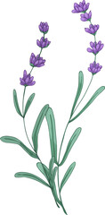 Elegant Branches of Lavender Flowers Hand Drawn Illustration