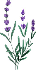 Lavender Floral Herbs Hand Drawn Illustration © Good Studio