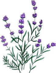 Obraz na płótnie Canvas Bunch of French Provence Lavender Flowers Hand Drawn Illustration