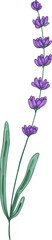 Branch of Lavender Herb Hand Drawn Illustration © Good Studio