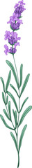 Elegant Branch of Lavender Hand Drawn Illustration © Good Studio