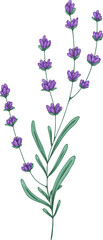 French Provence Lavender Flowers Hand Drawn Illustration © Good Studio