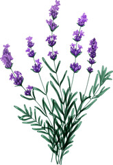 Tender Bouquet of Lavender Flowers Hand Drawn Illustration