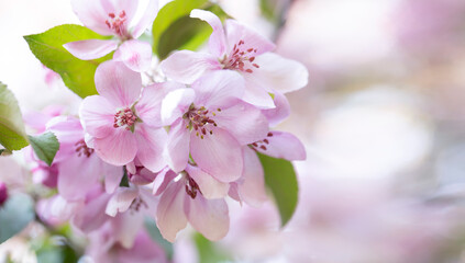 Obraz premium Spring background with apple tree flowers and copy space.