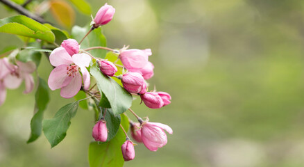 Obraz premium Spring background with apple tree flowers and copy space.