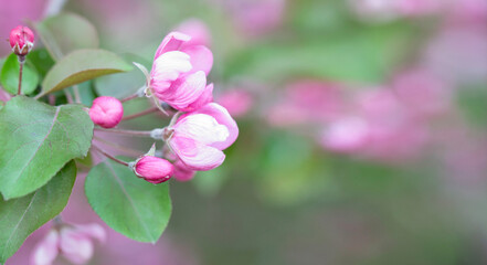 Fototapeta na wymiar Spring background with apple tree flowers and copy space.