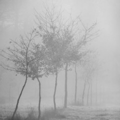 Fototapeta na wymiar Solitary tree in the countryside, foggy day