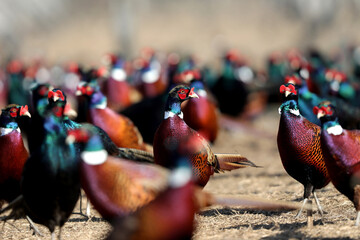 Dozens of male common pheasants and tenebrosus on the bird breeding farm. All birds are wearing...