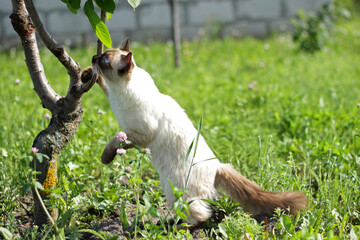 Ragdoll cat sits on a tree, a beautiful fluffy cat with blue eyes sits on an apple tree. Curious cat walks in the garden