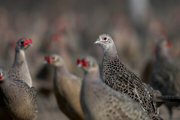 Dozens of male common pheasants and tenebrosus on the bird breeding farm. All birds are wearing plastic beak attachments to prevent injury in male fights.