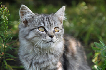 Naklejka na ściany i meble Portrait of a very cute kitten, Portrait of a gray brindle cat sitting in the grass. Kitten looks away, cat look